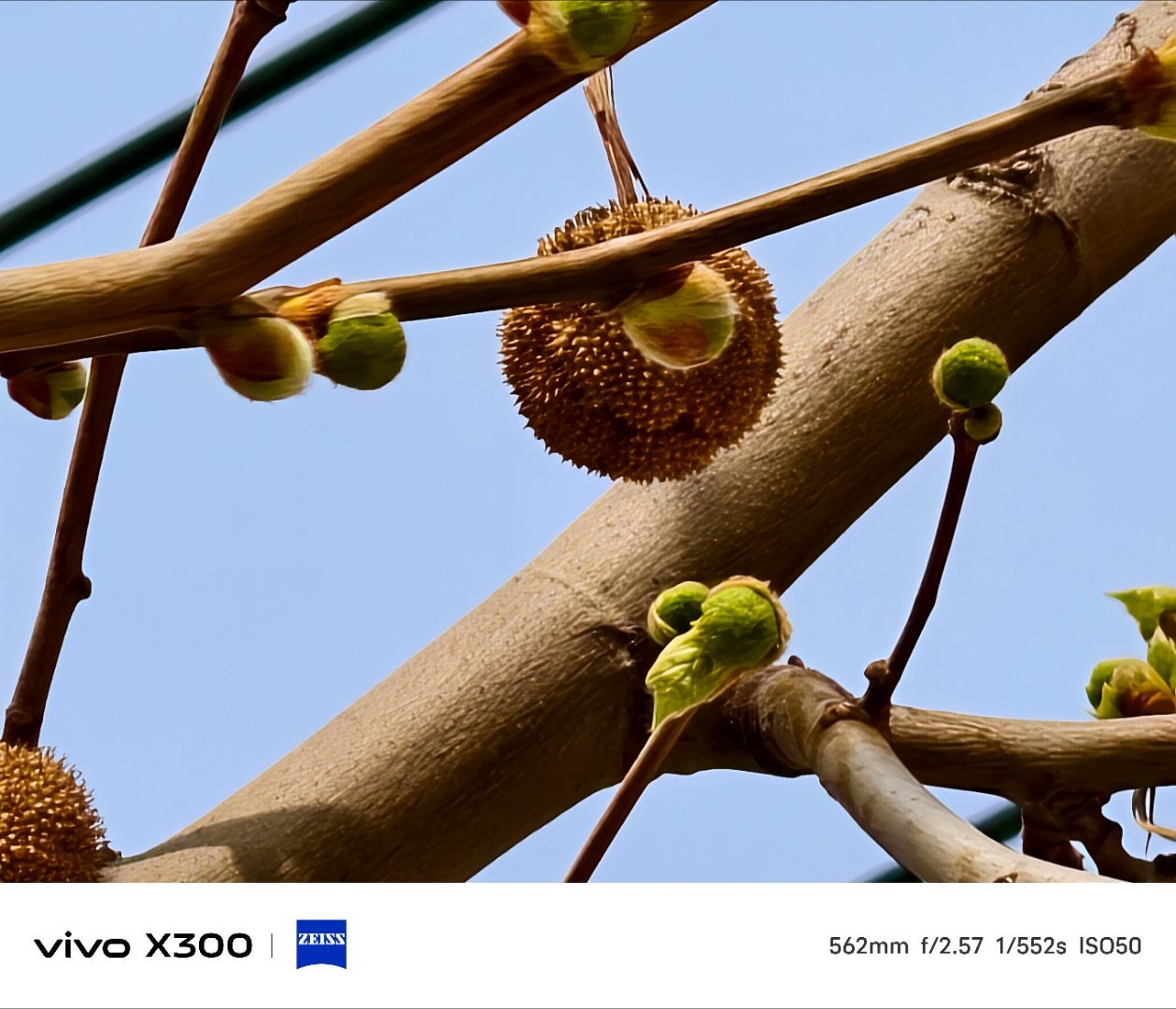 vivo 旧果还挂在枝桠，新绿已悄悄探出头。嫩叶片蜷成精致的褶皱，圆滚滚的果球与