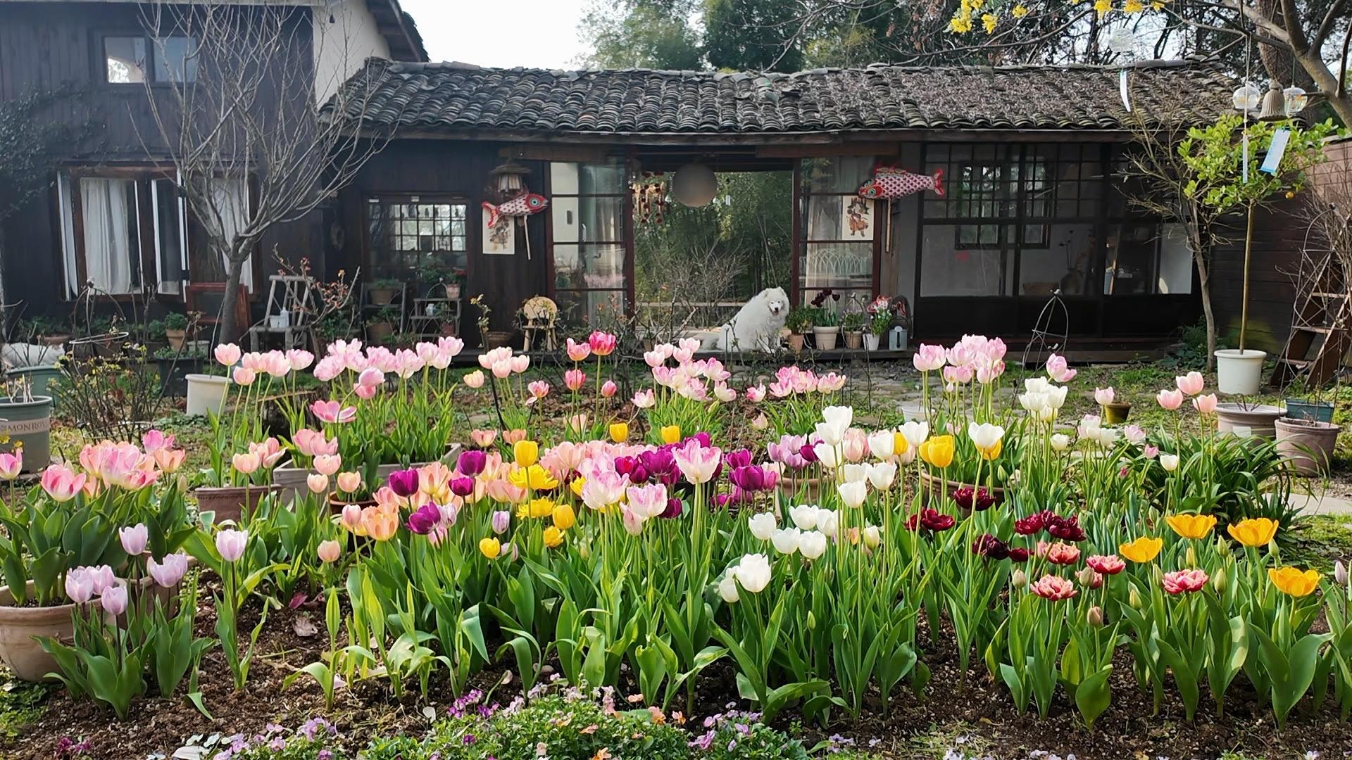 我会对春天的小院心动一万次