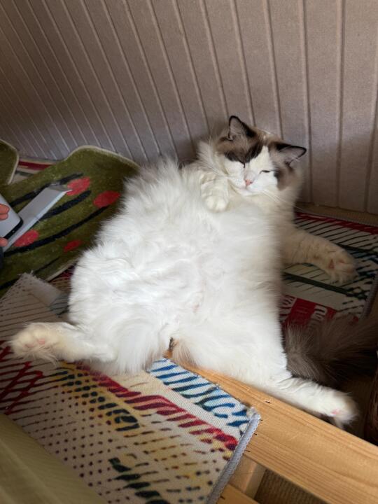 一只布偶猪
