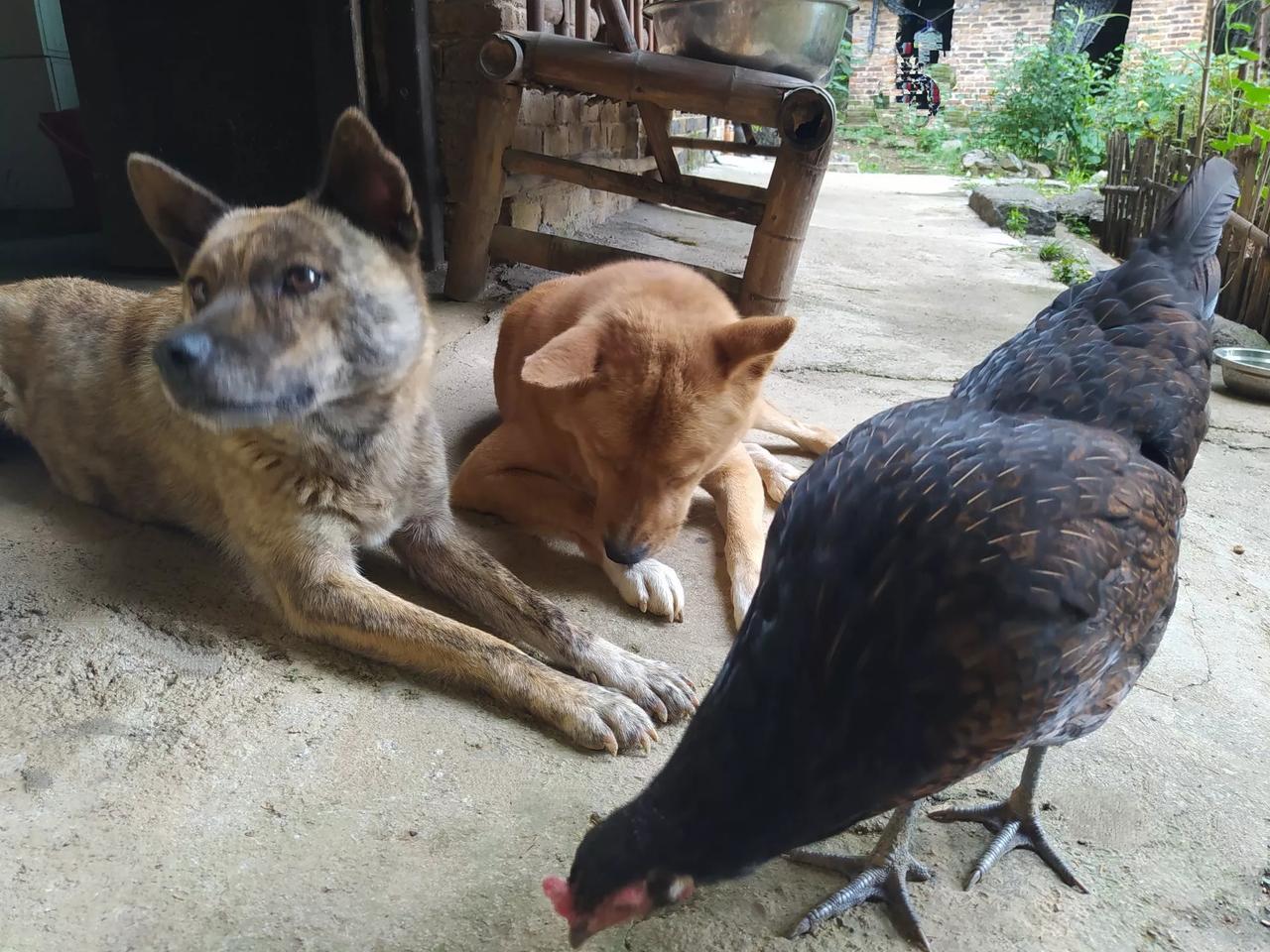 住山里几年，发现身体竟在不知不觉中发生了很大变化，之前在城市上班时，身体上的一些