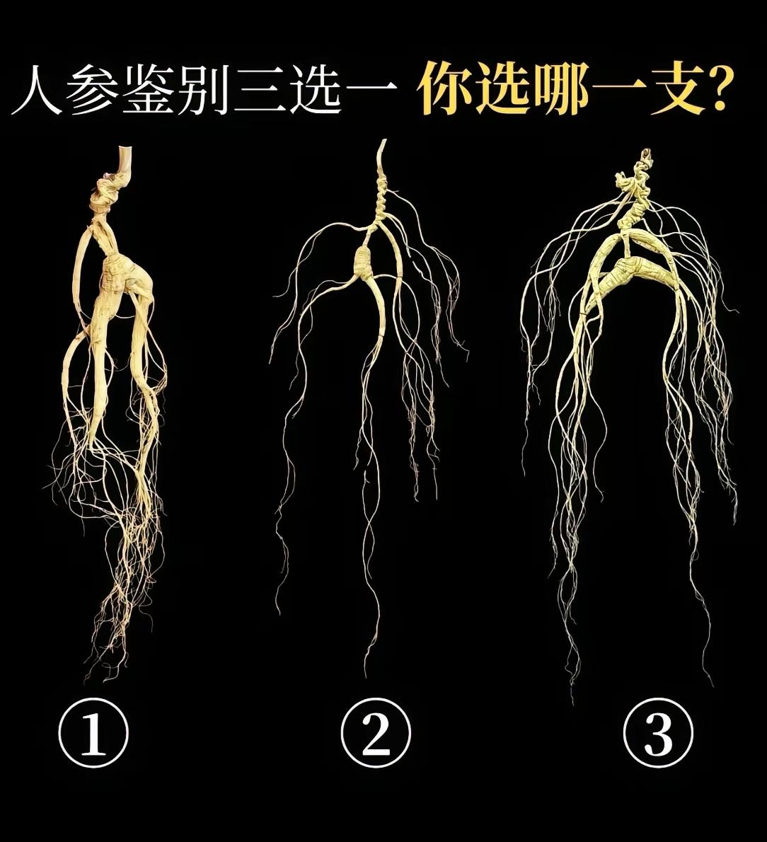 三支人参肉眼分辨，外行凭直觉盲选，内行一眼锁定最贵那一支

人参鉴别小知识 野山