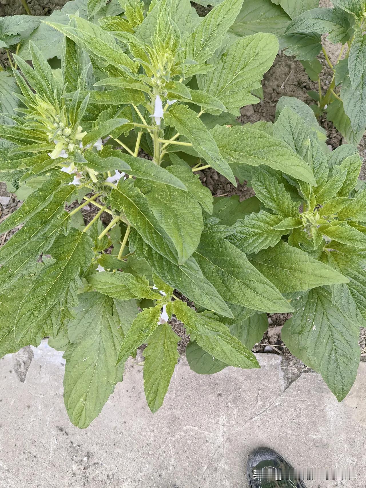 我家的芝麻在喊救命了。

我在宅基地上垦荒种了7分地芝麻。用心耕作管理，抪种适时
