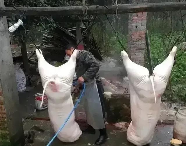 杀自己家里养的猪，为什么要罚款4万元？宋大爷不解，认为他自己家里养的4头猪被罚款