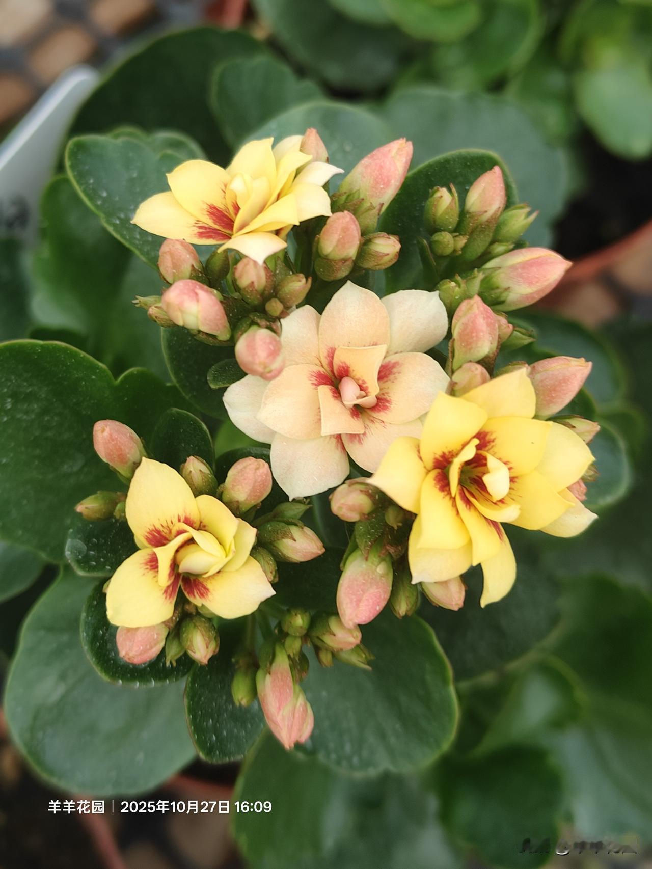 能晒下你家长寿花照片吗