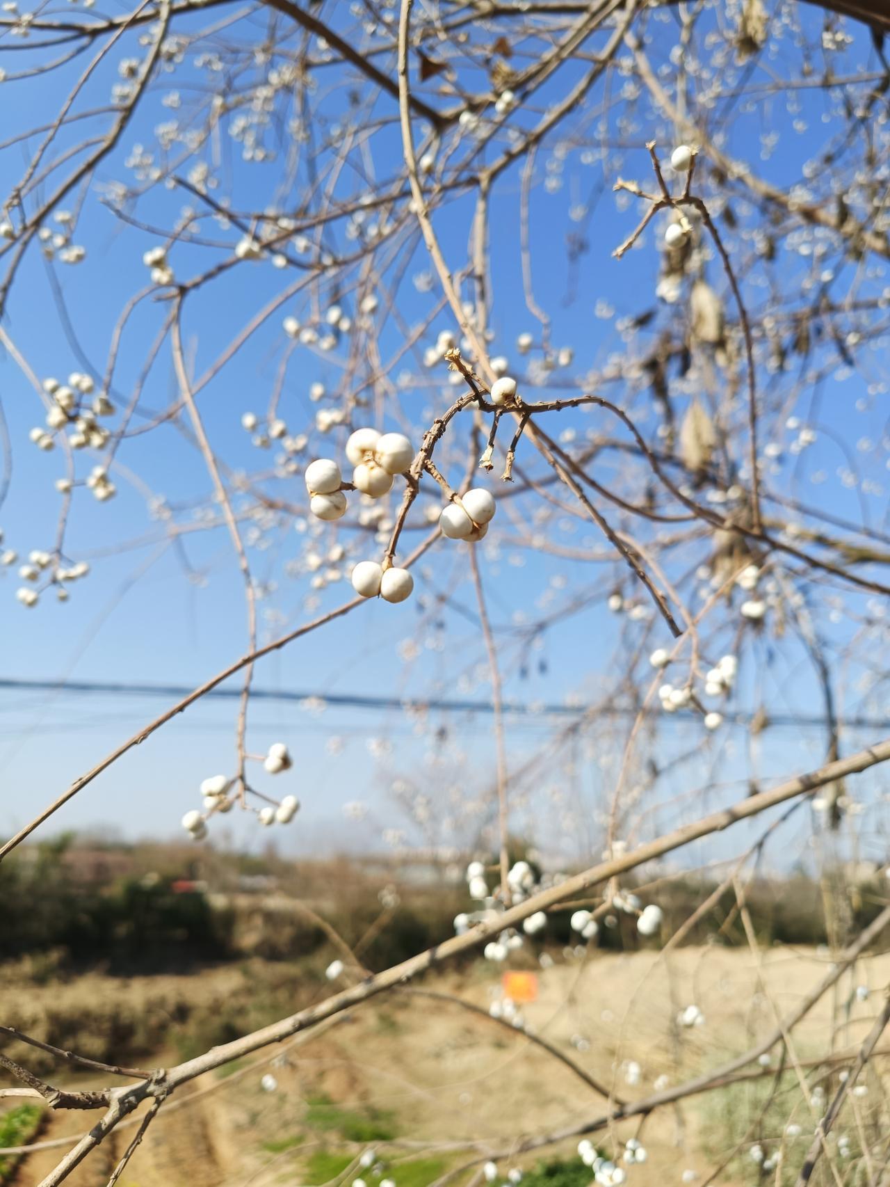 今天偶遇一棵树，蛮好看的，知道是什么树吗？