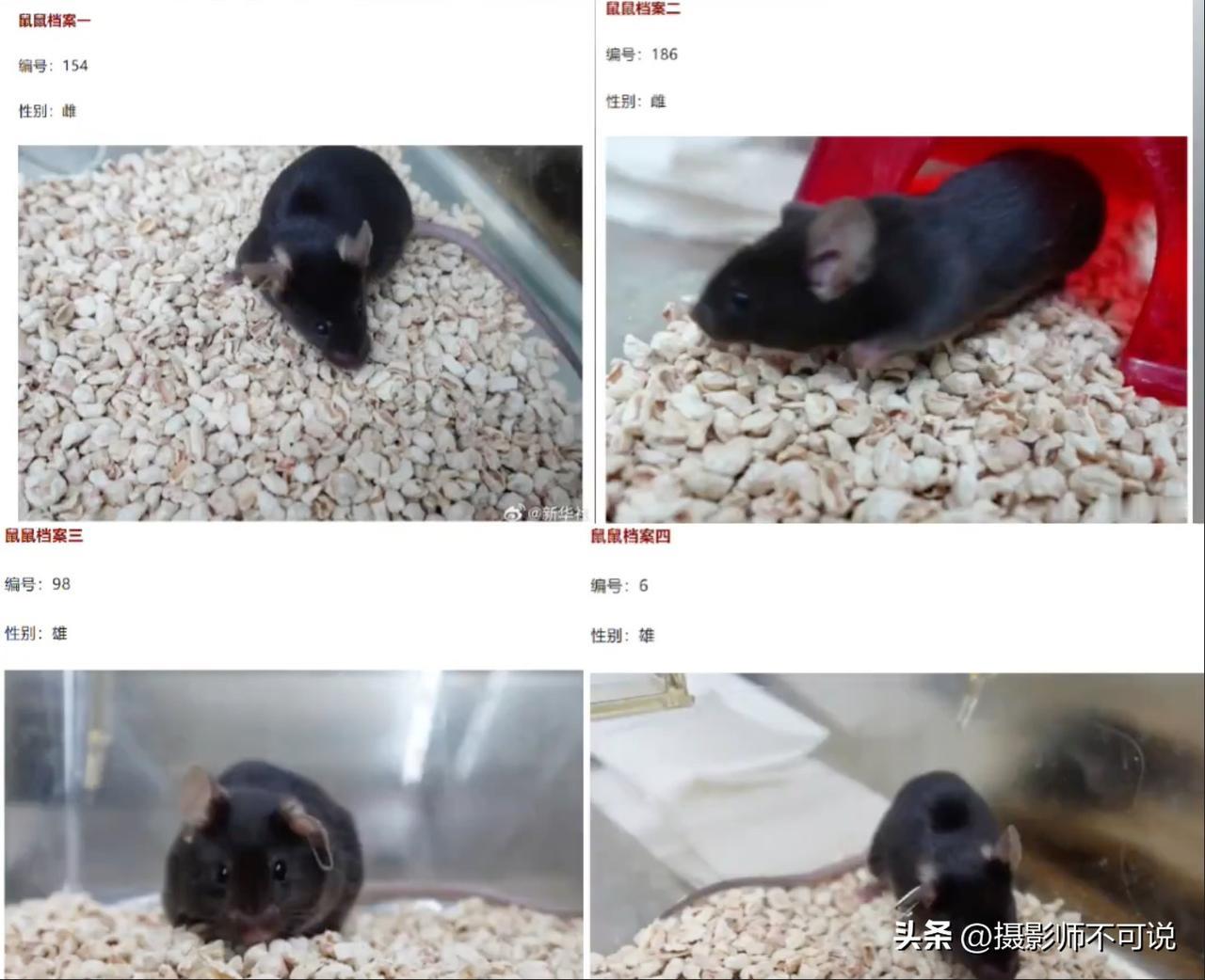 我国太空小老鼠最终定名为“从从、容容、游刃、有余”，还得是这届网友最有才。前段时