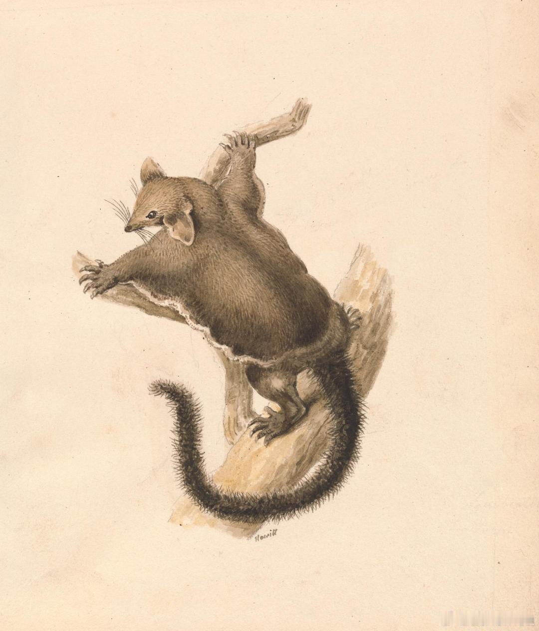 #西洋历史文化鱼缸[超话]# 英国画家Samuel Howitt(1756–18