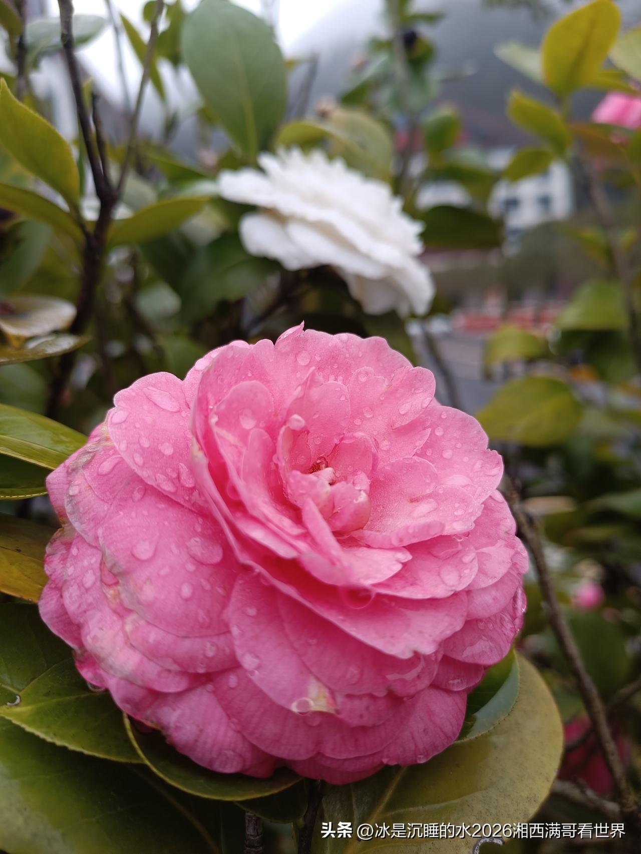 雨后的山茶花，静静的绽放，迎接春天的到来。