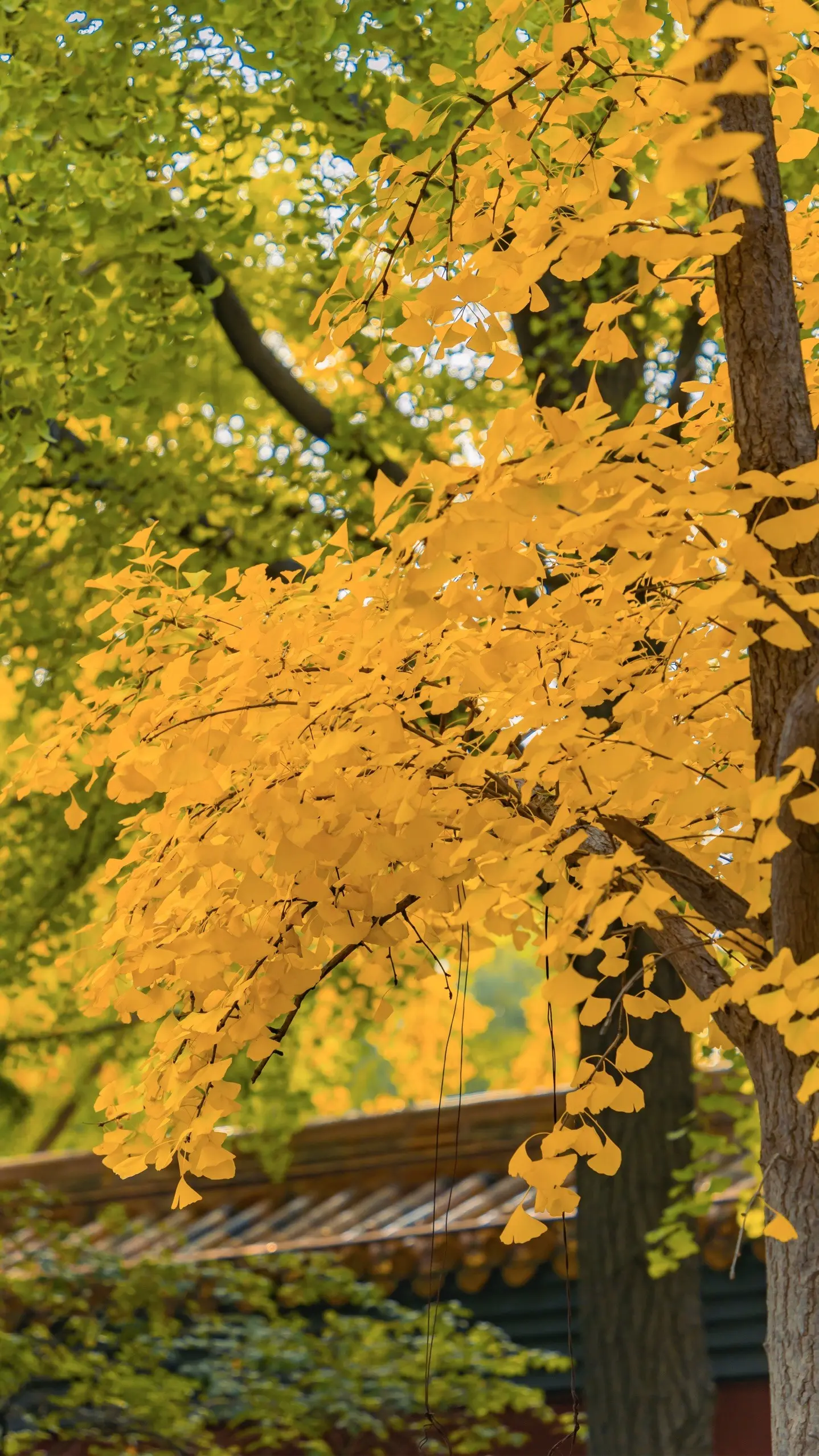 接下来的北京，是老舍笔下的北平之秋。🍁北京的秋天真的太美了！景山公园...