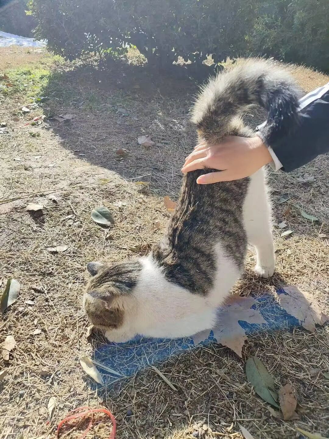 谁家好小猫屁股能翘这么高！