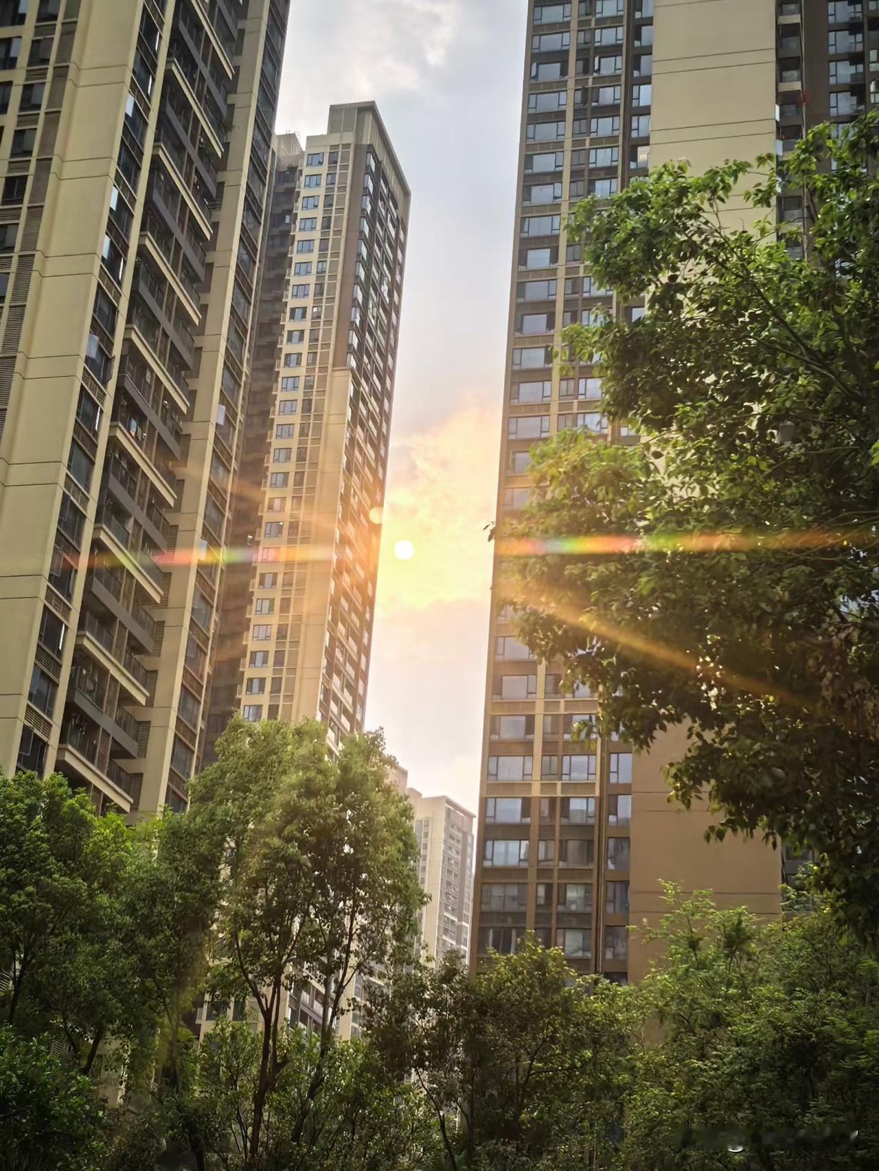 城市的高楼再高，也拦不住一朵花想晒太阳的心思✨
 
下班路过楼下，撞见这盆多肉正