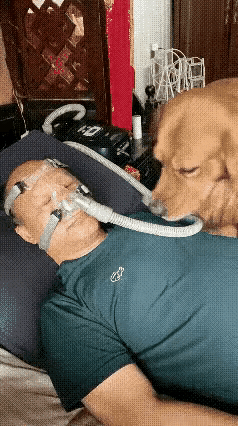 谁看这一幕不感慨，这条金毛真的没白养。
 
男子身体不适，呼吸困难，家人给他接上
