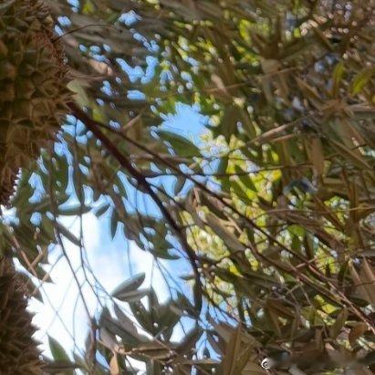 种植微公益榴莲花果管理：每一个阶段都环环相扣许多种植者都会问我：榴莲要如何催花、