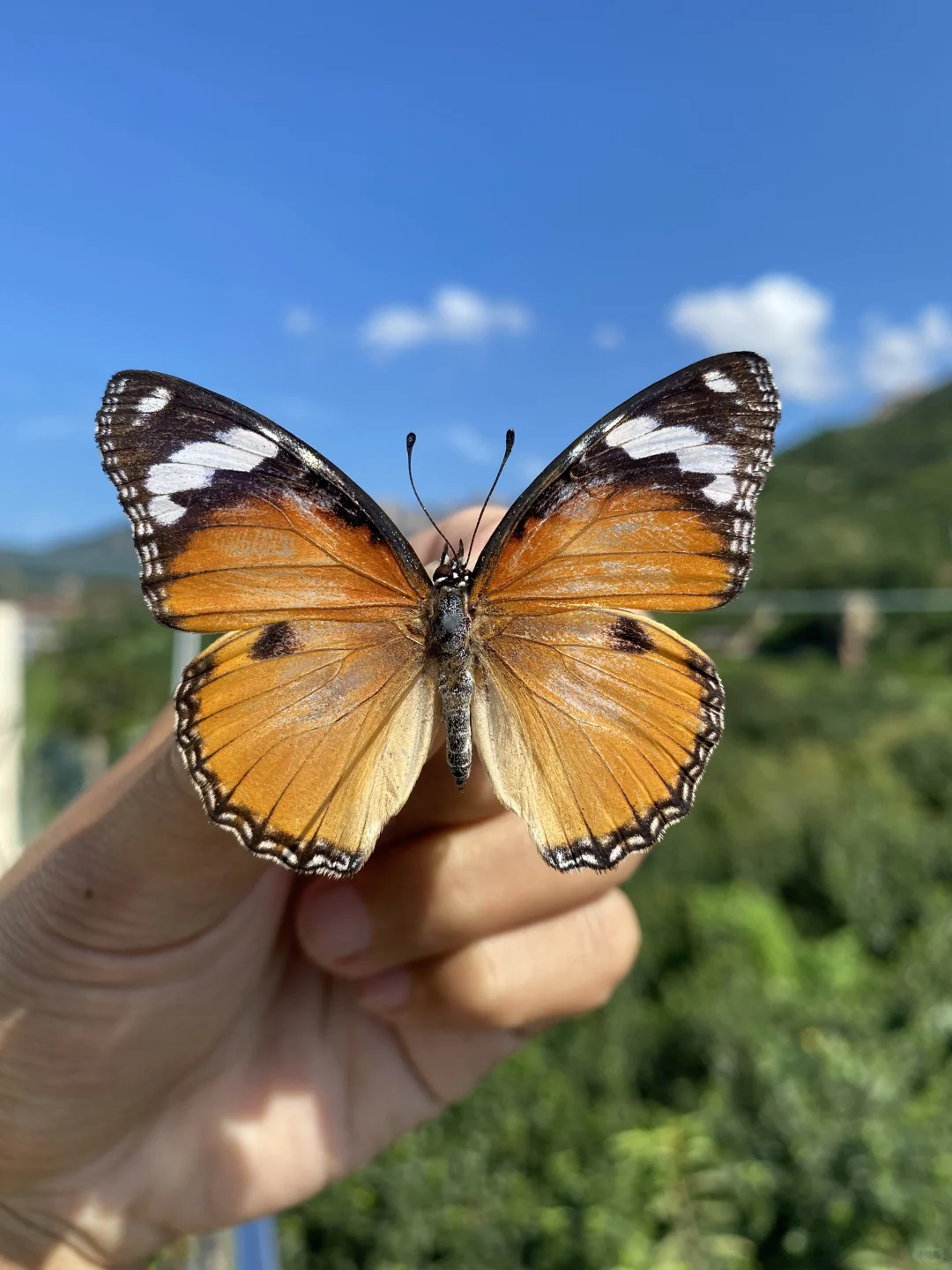 这可不是金斑蝶哦！