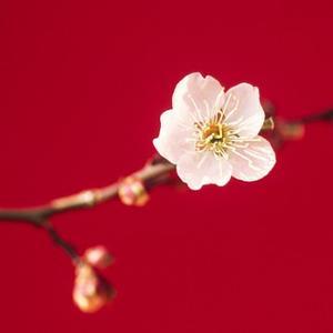司马不逍遥