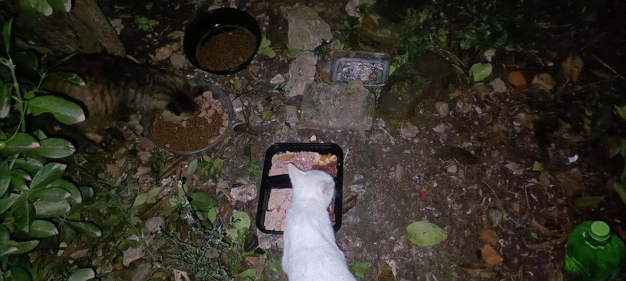 去垃圾站投喂流浪猫，见到了小白猫，但感觉它鼻塞很严重，但愿它只是感冒而不是猫鼻支