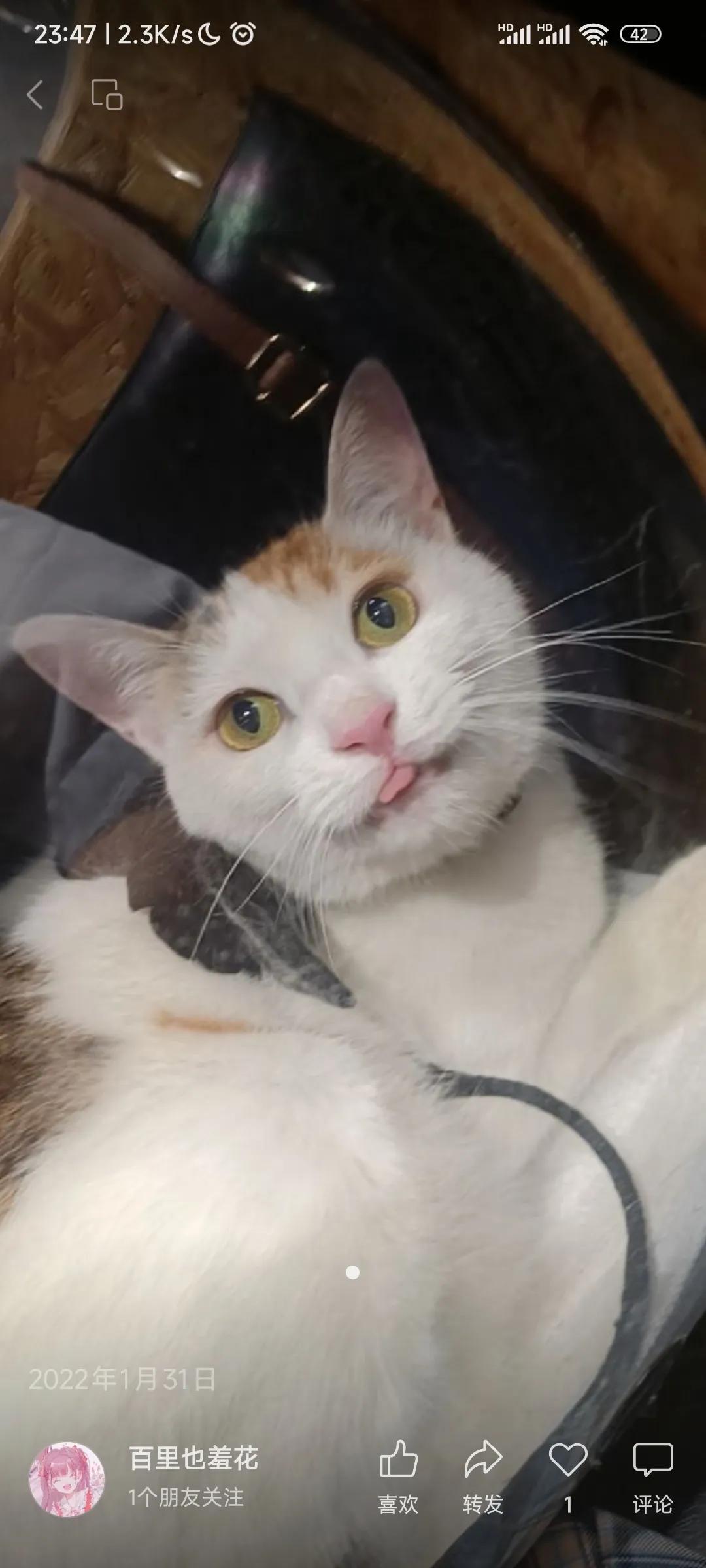 #养猫点滴分享#