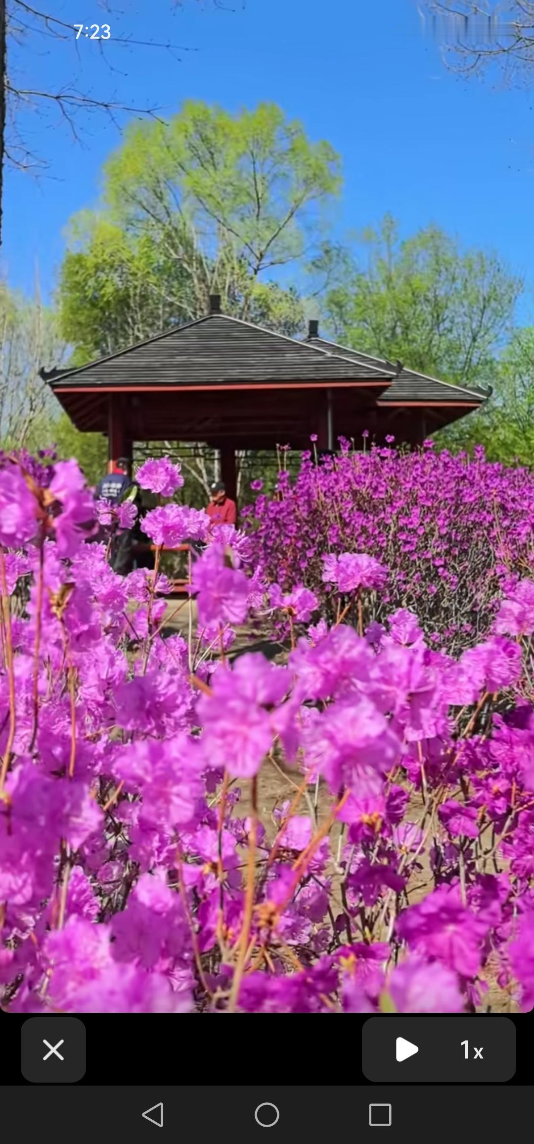长春百花园真的是太漂亮了，五一假期想赏花了，来这里是不会错的！

没想到在大美长