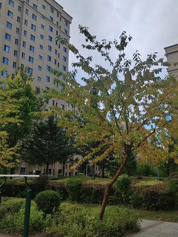 深秋的早晨逛小区，这棵树太有意思，叶子一块黄一块绿，颜色花花的，秋味儿满满。