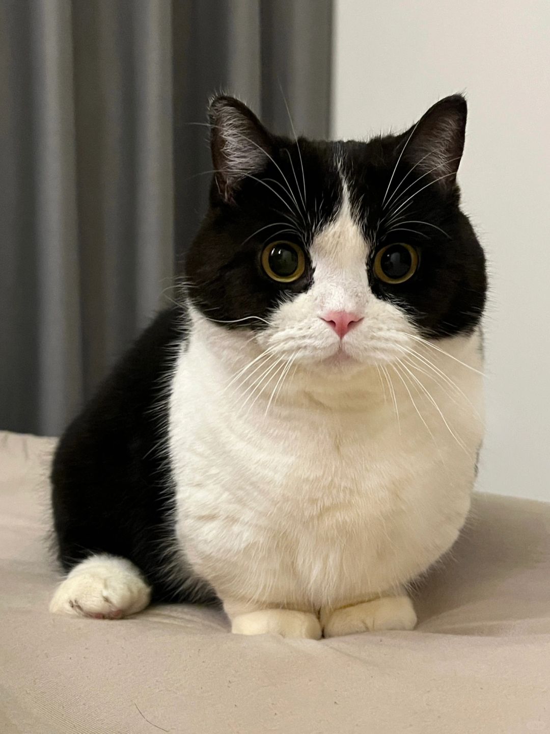 站岗小猫🐈