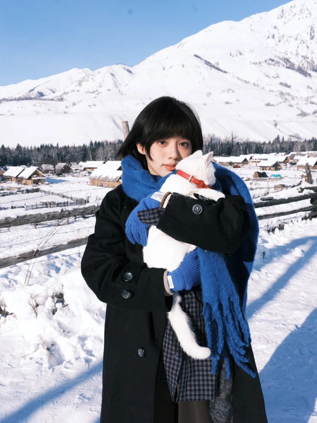ﾟ. * ･❄️｡🐈 ˚*̥ ❄︎ .