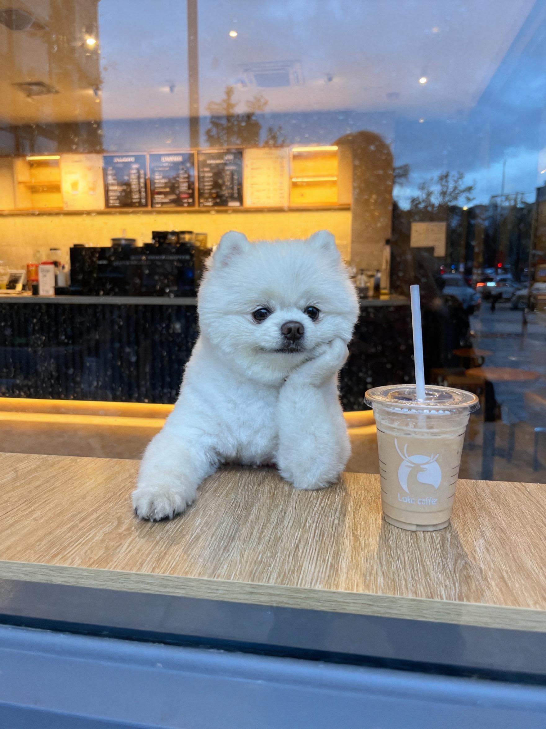 瑞幸宠物暖景我的小狗真的好像个小宝宝