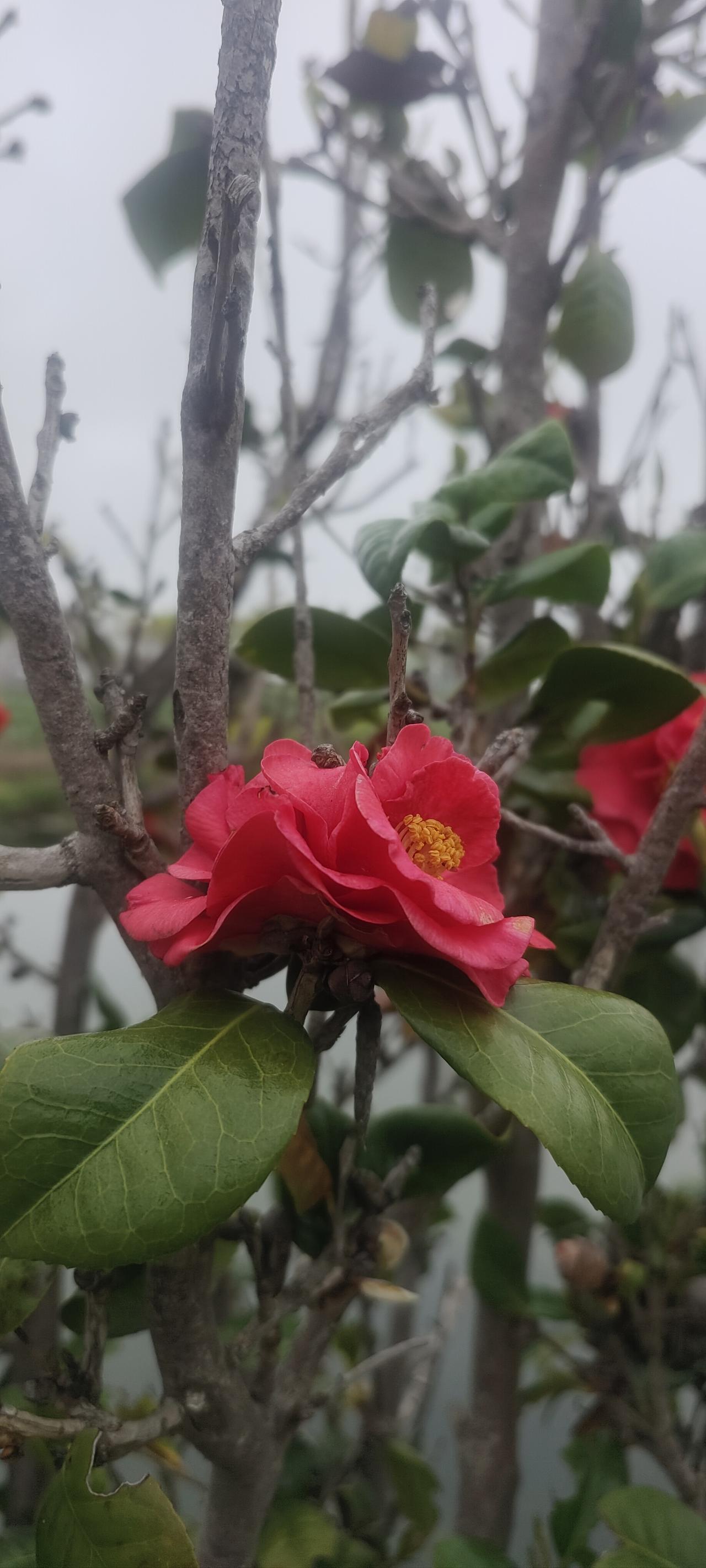 树上开了大红花，貌似红玫瑰，但是又不是玫瑰，很漂亮可惜不知道叫什么名字！有知道的