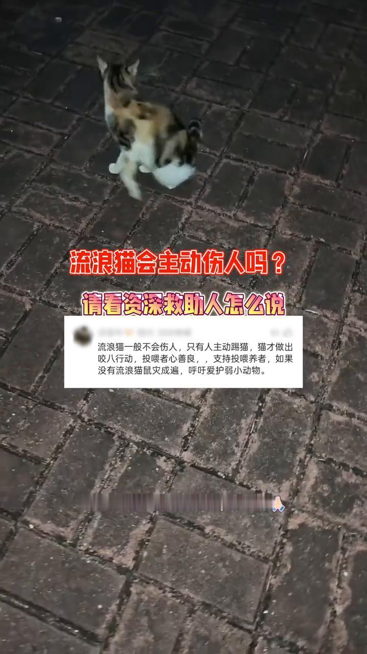 流浪猫会主动伤人吗？请看资深救助人怎么说。
流浪猫一般不会伤人，只有人主动踢猫，