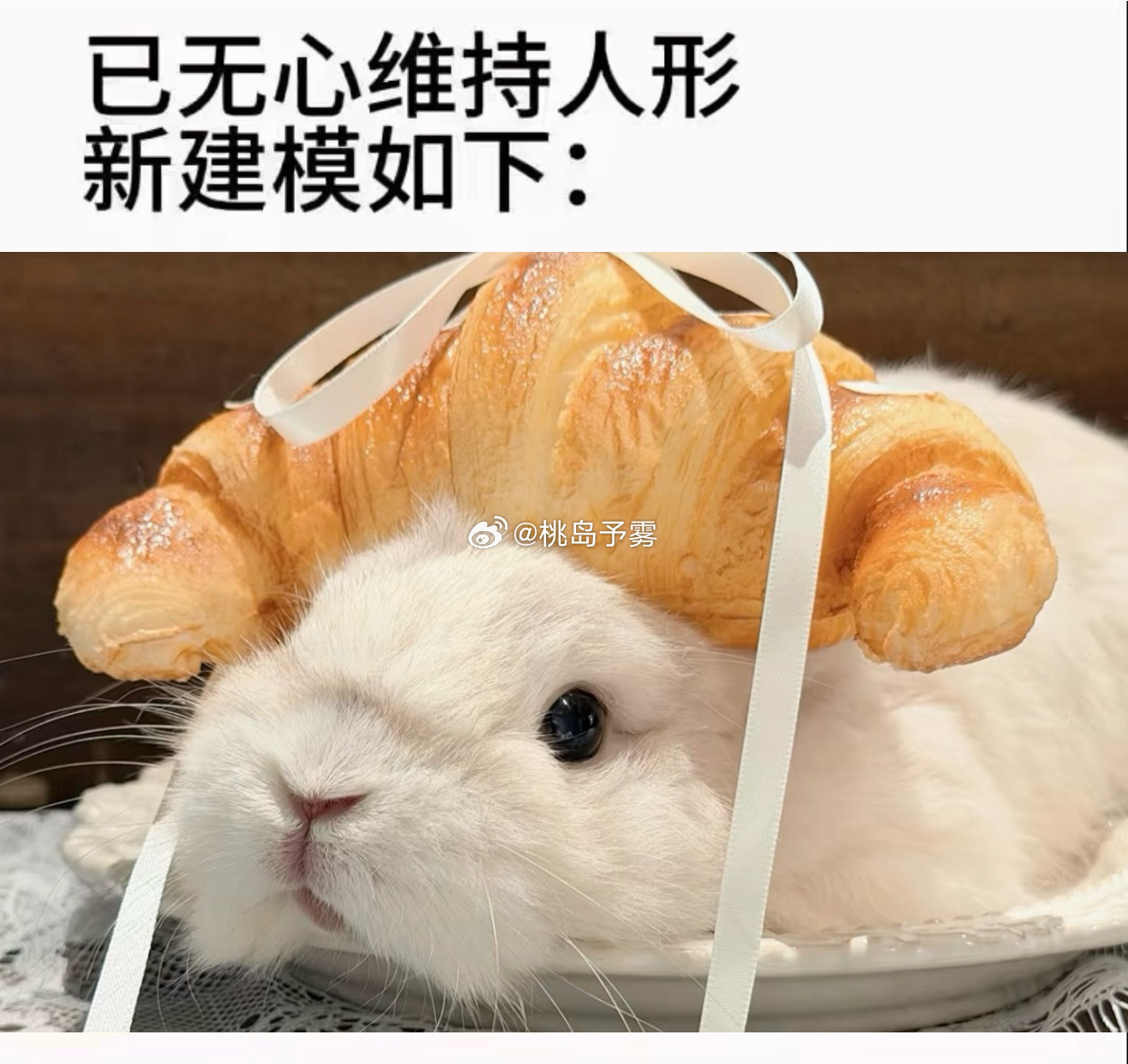 小程秀就是完美兔塑秀色可餐具象化，邵群你先吃🥐还是🐰 