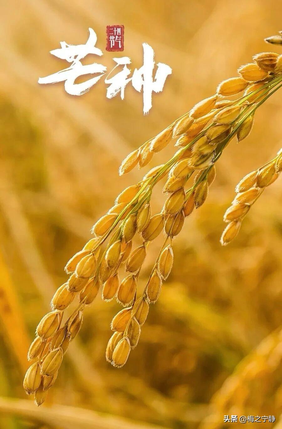 ☀️2026/06/05早安｜芒种逢高考✍️🌾🐎

🌾晨风吹拂麦浪，恰逢芒