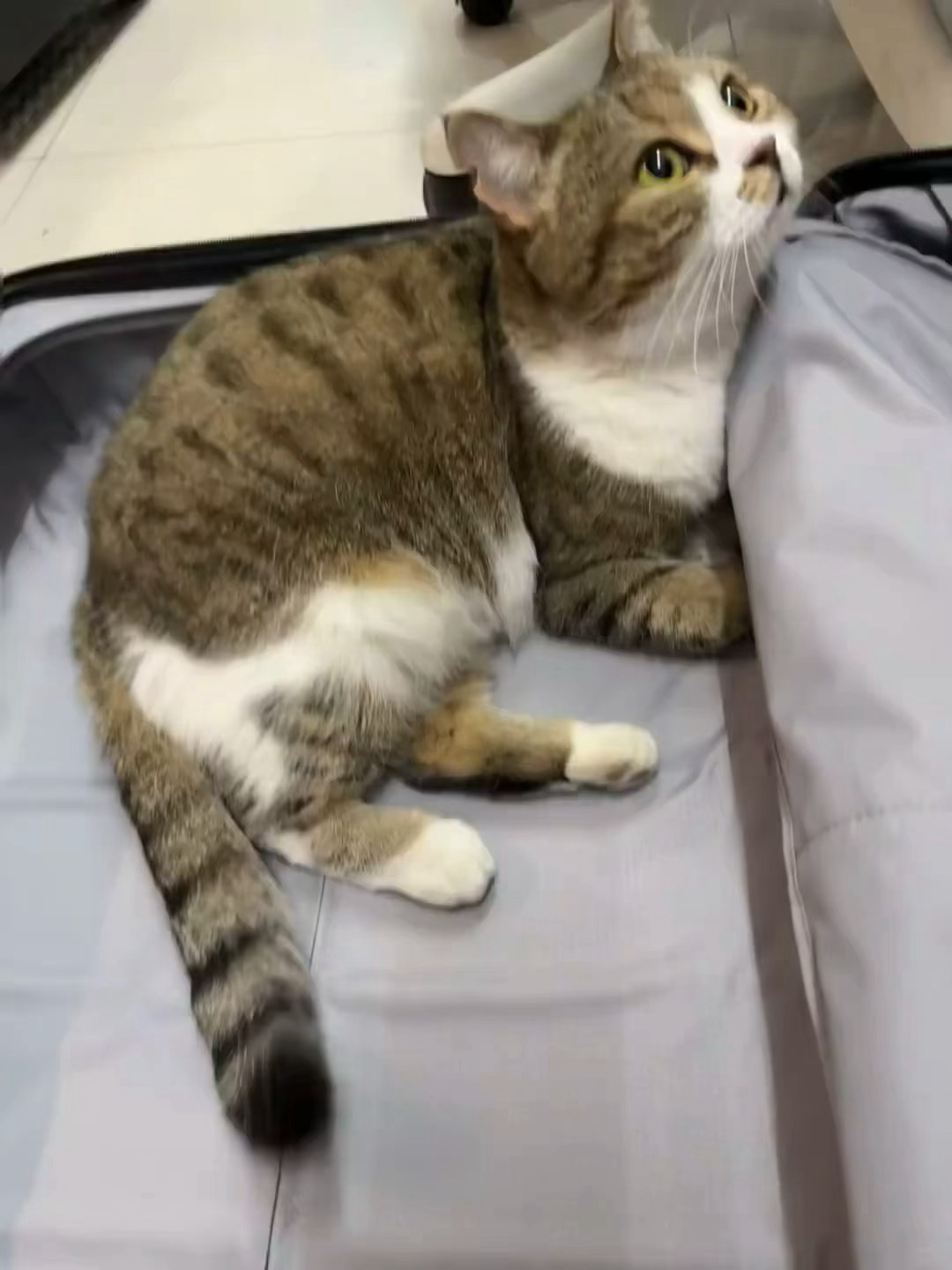 小猫是毕业了带不走的学长 