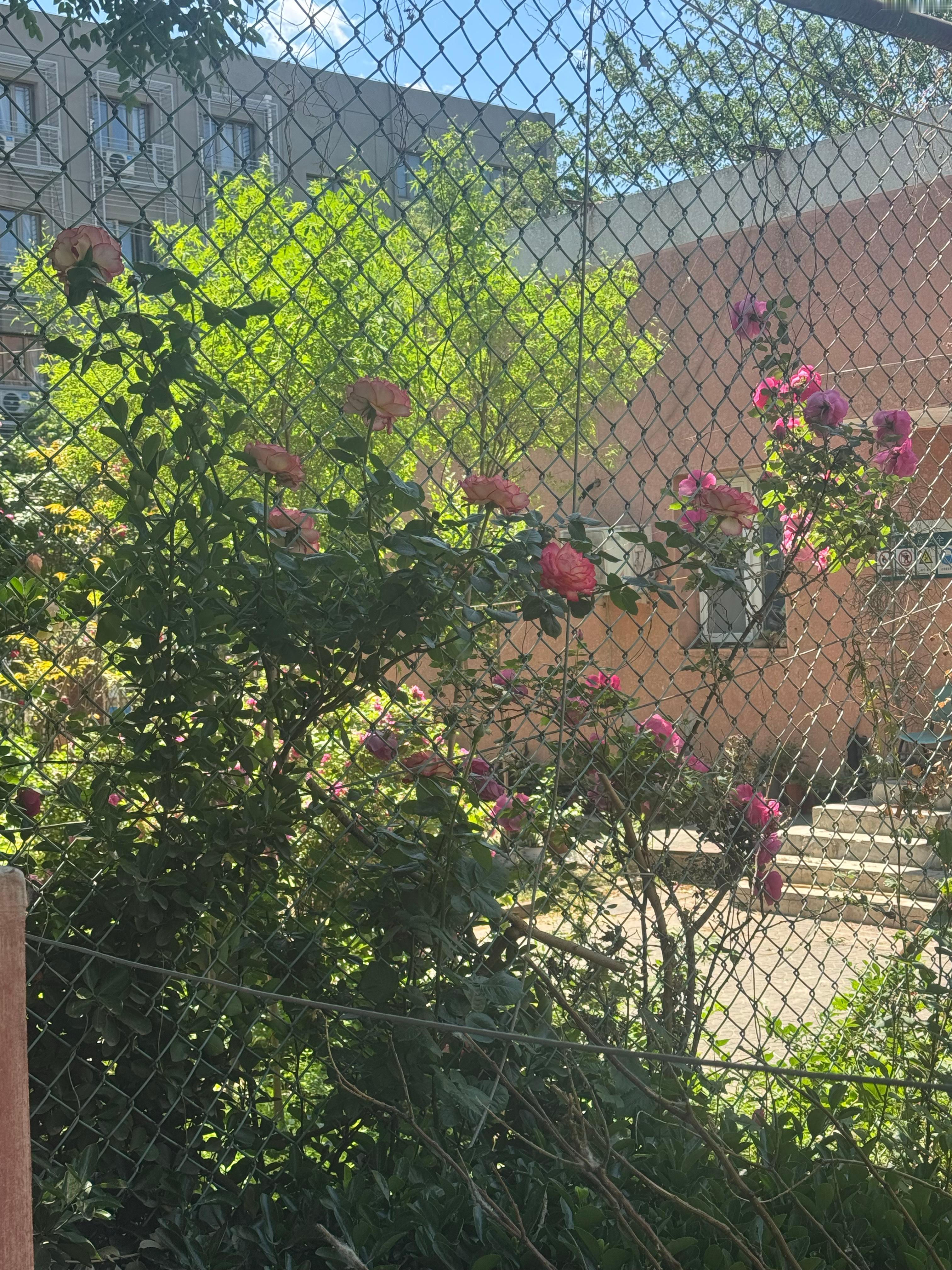 路过一个小区他们栅栏里的月季花开了 我觉得是月季但其实我分不清月季和芍药 