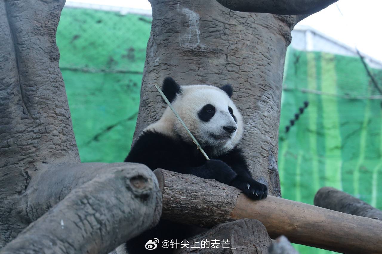 莫斯科动物园已启动一项独特熊猫馆舍建设工程，该项目将成为熊猫“喀秋莎”未来的新家