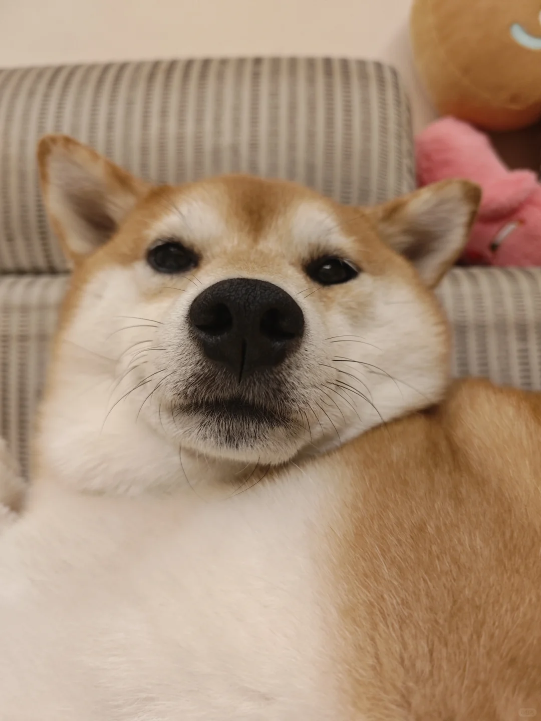 老年犬科学喂养手册👉