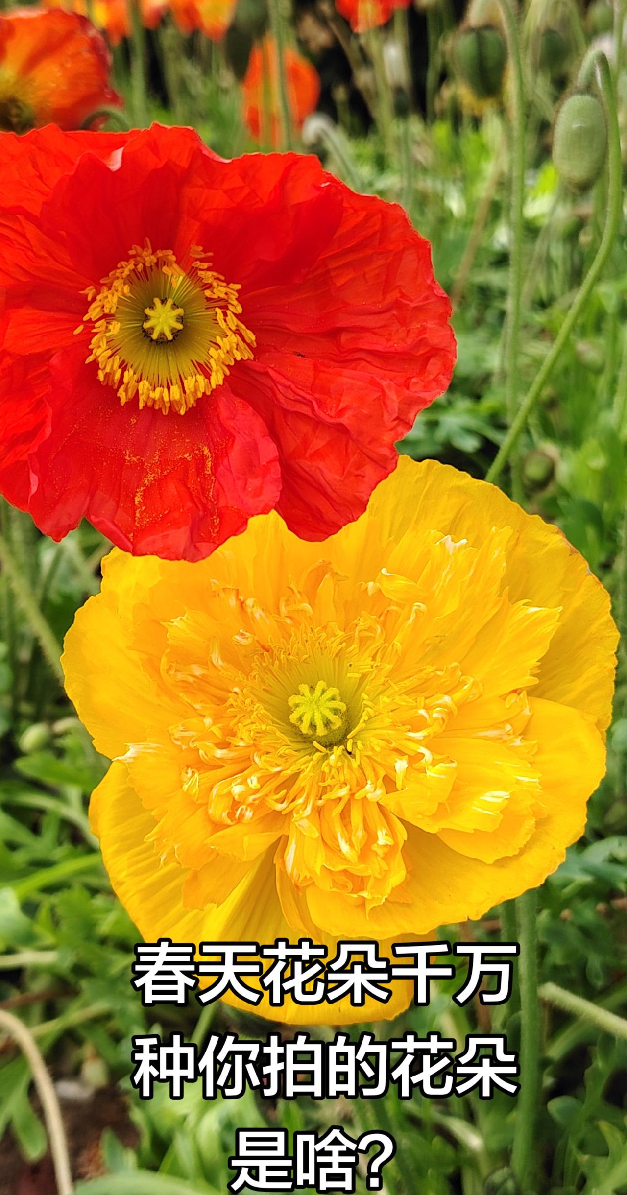 草丛中盛开的花朵