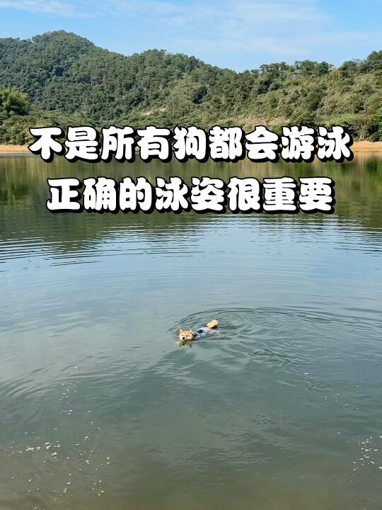 带小狗游泳请注意⭐️狗刨式也有正确泳姿