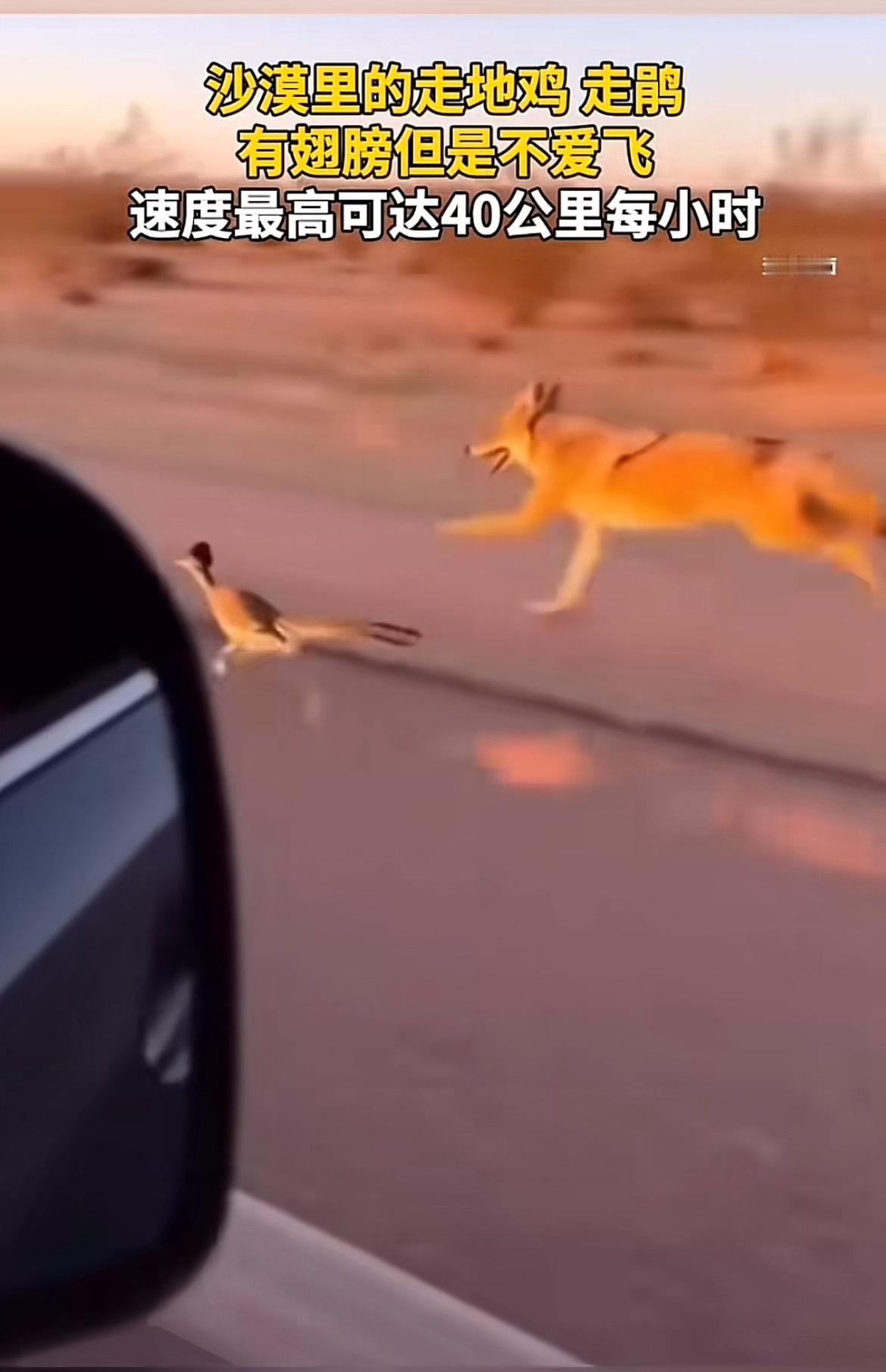 沙漠里的走鹃有翅膀却不会飞，真是种奇特的鸟。它大多时间靠腿走，只能短途飞行，更适