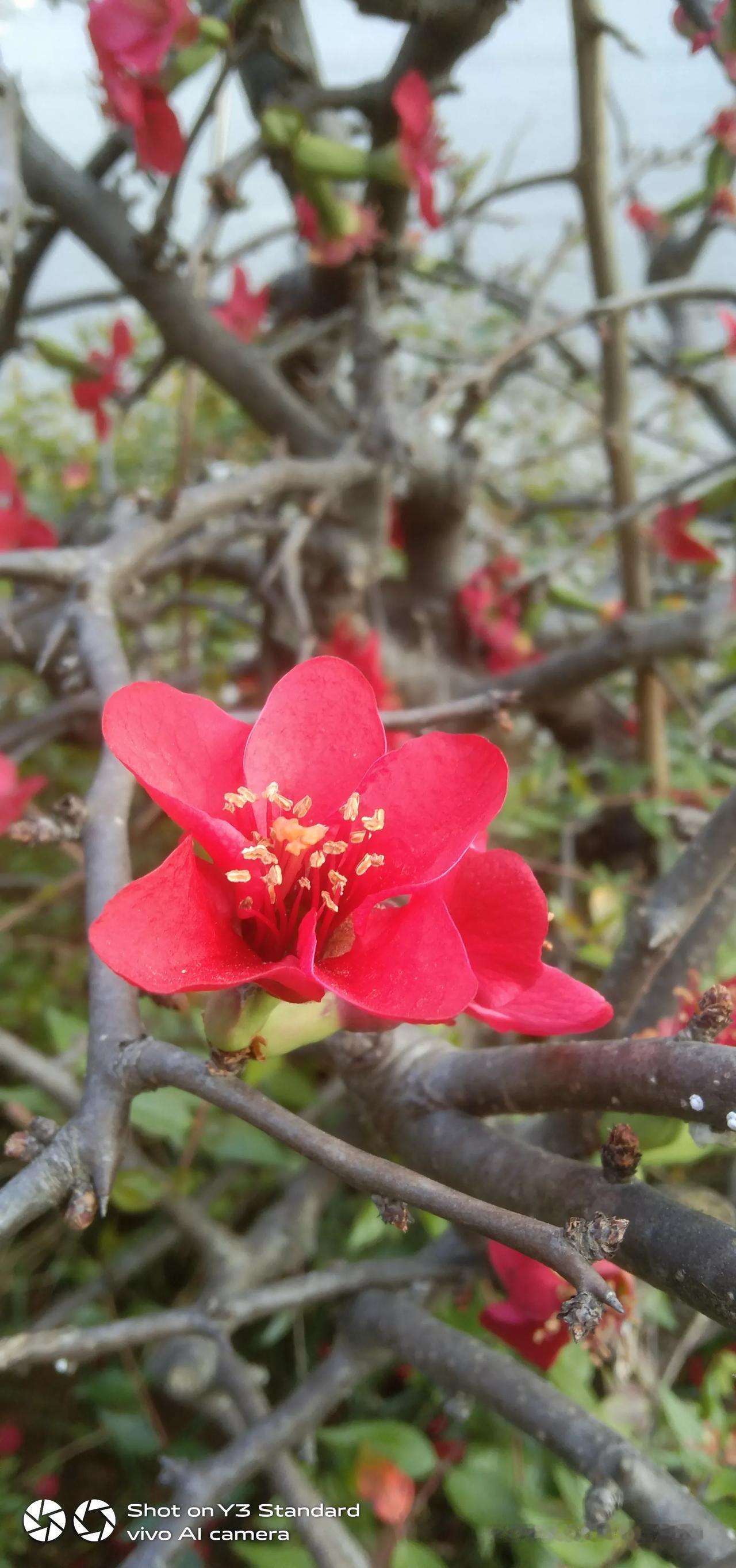 上联，清风本无意，诚邀下联瓜花也惹眼