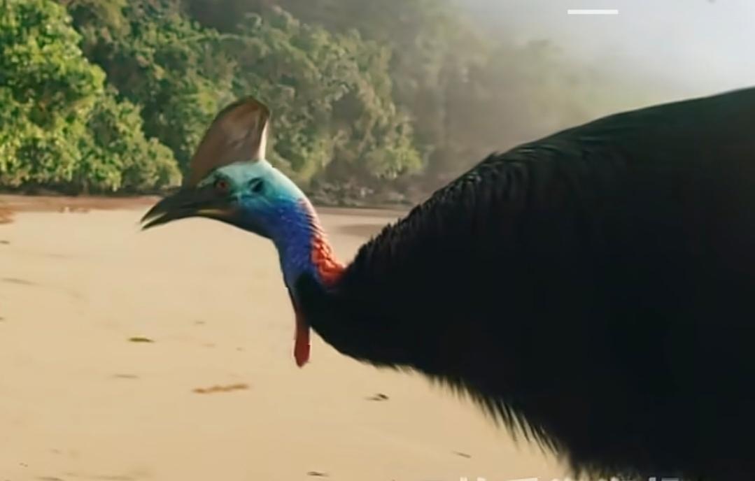 大家猜猜下面是什么动物吗？是鸵鸟吗？第几张是鸵鸟？鸵鸟 鸵鸟生活 动物