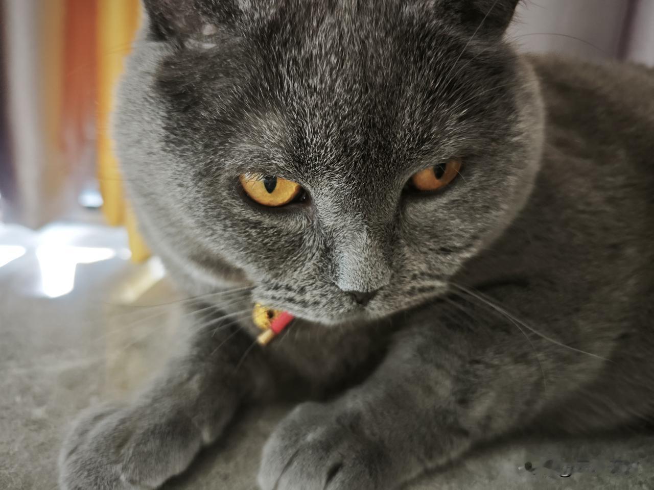 晒图笔记大赛小猫咪的眼神为什么总是这么犀利？总是一副逆子的样子，小猫咪经常都很高