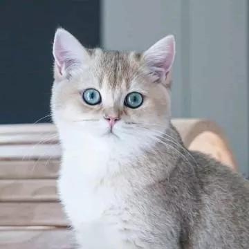 🌟萌宠日常🐱 超可爱的蓝眼睛小猫，谁能不爱？小猫 憨态可掬小猫 灰蓝小猫 猫