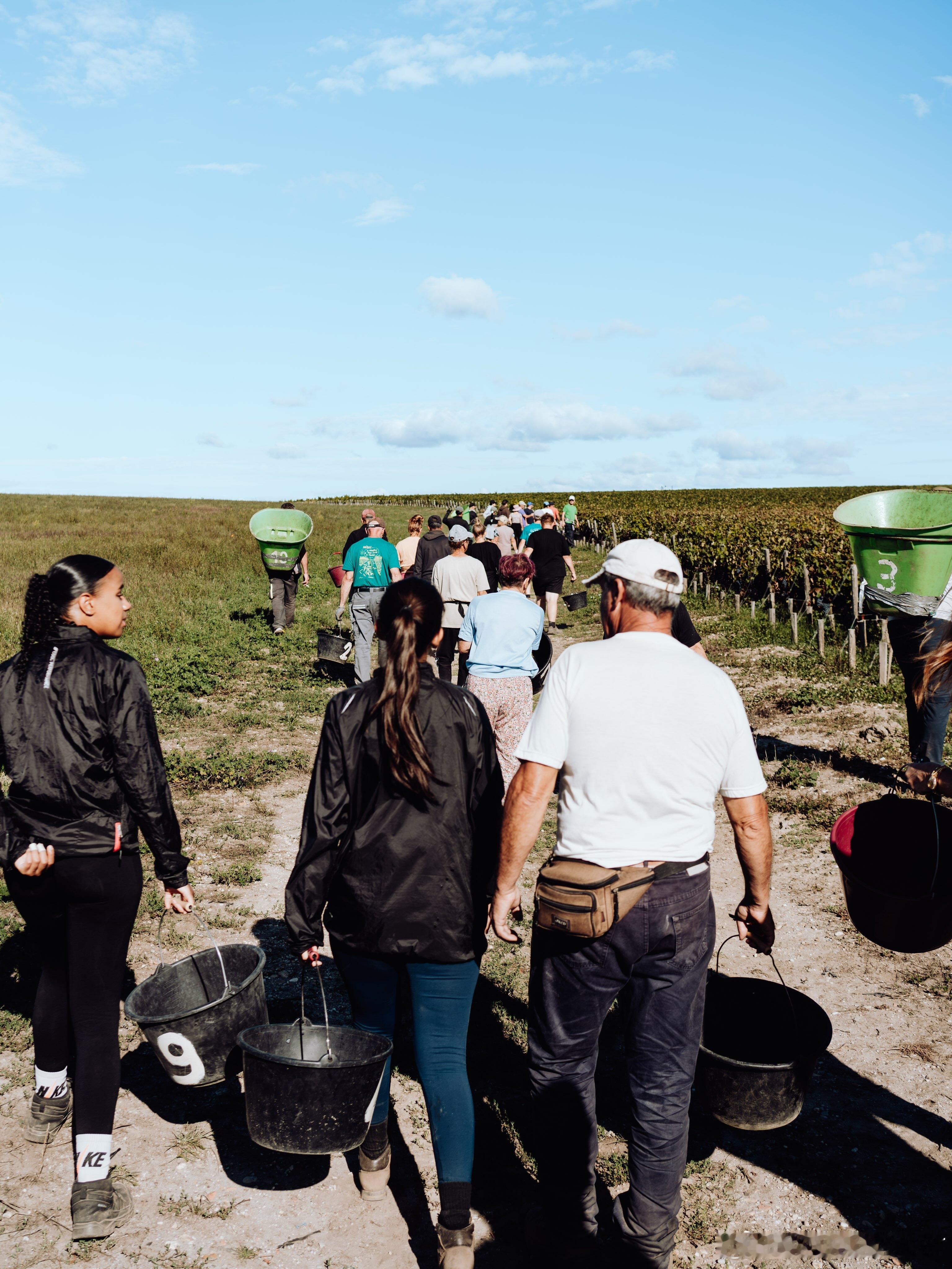 WHAT A TIME ❤️to harvesting the grapes m