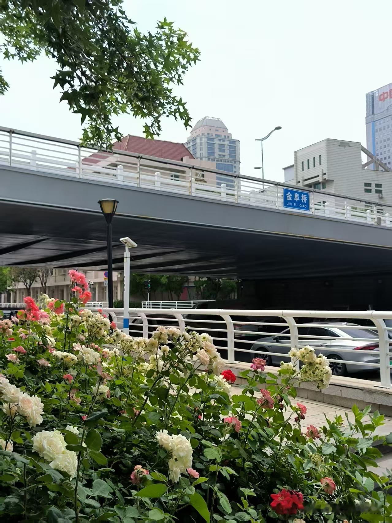 上午从金阜桥走到河东这边，沿着岸边往直沽桥那走，从直沽桥又走回河西这边。[大笑]