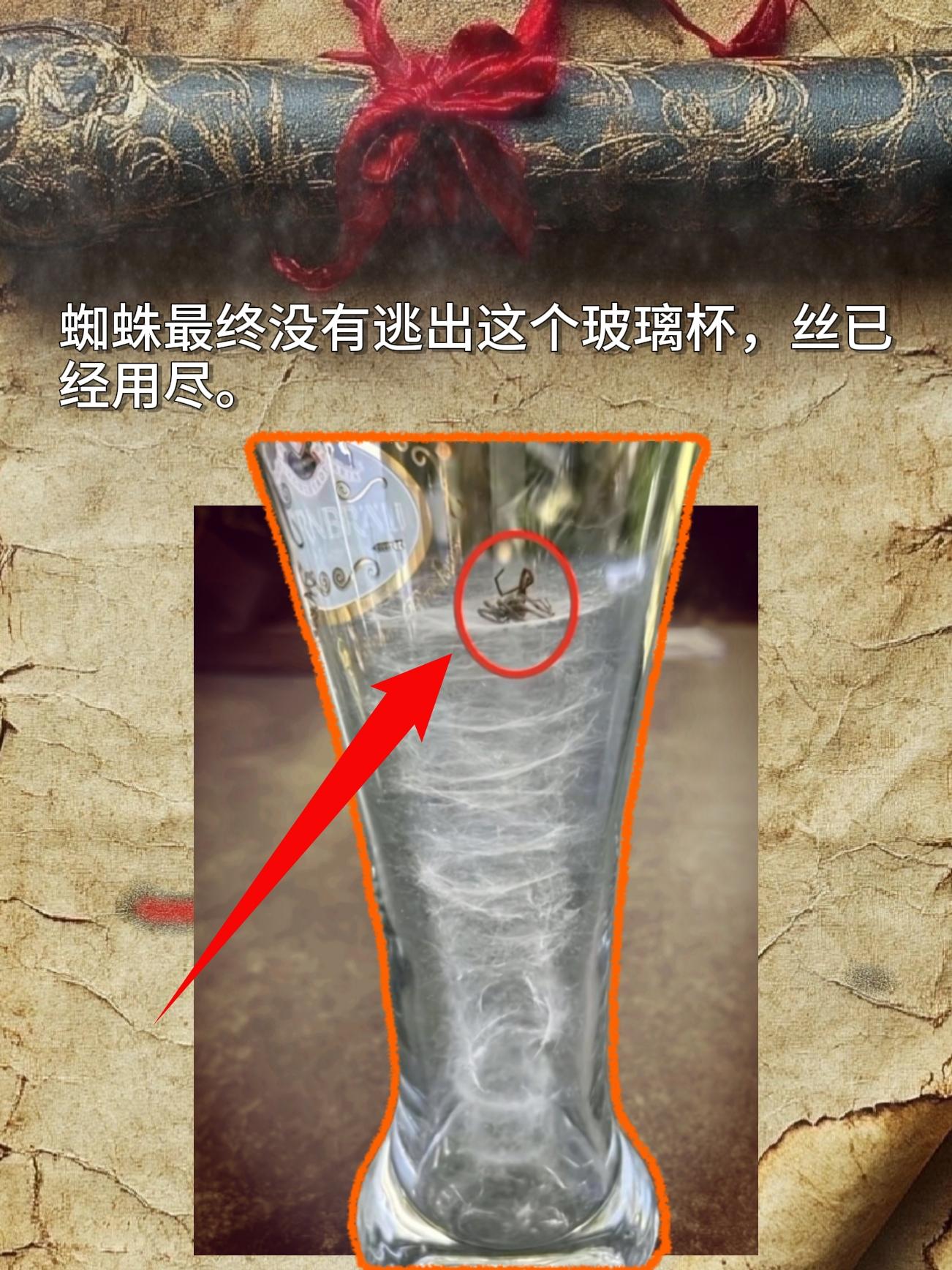 蜘蛛最终没有逃出这个玻璃杯，丝已经用尽。