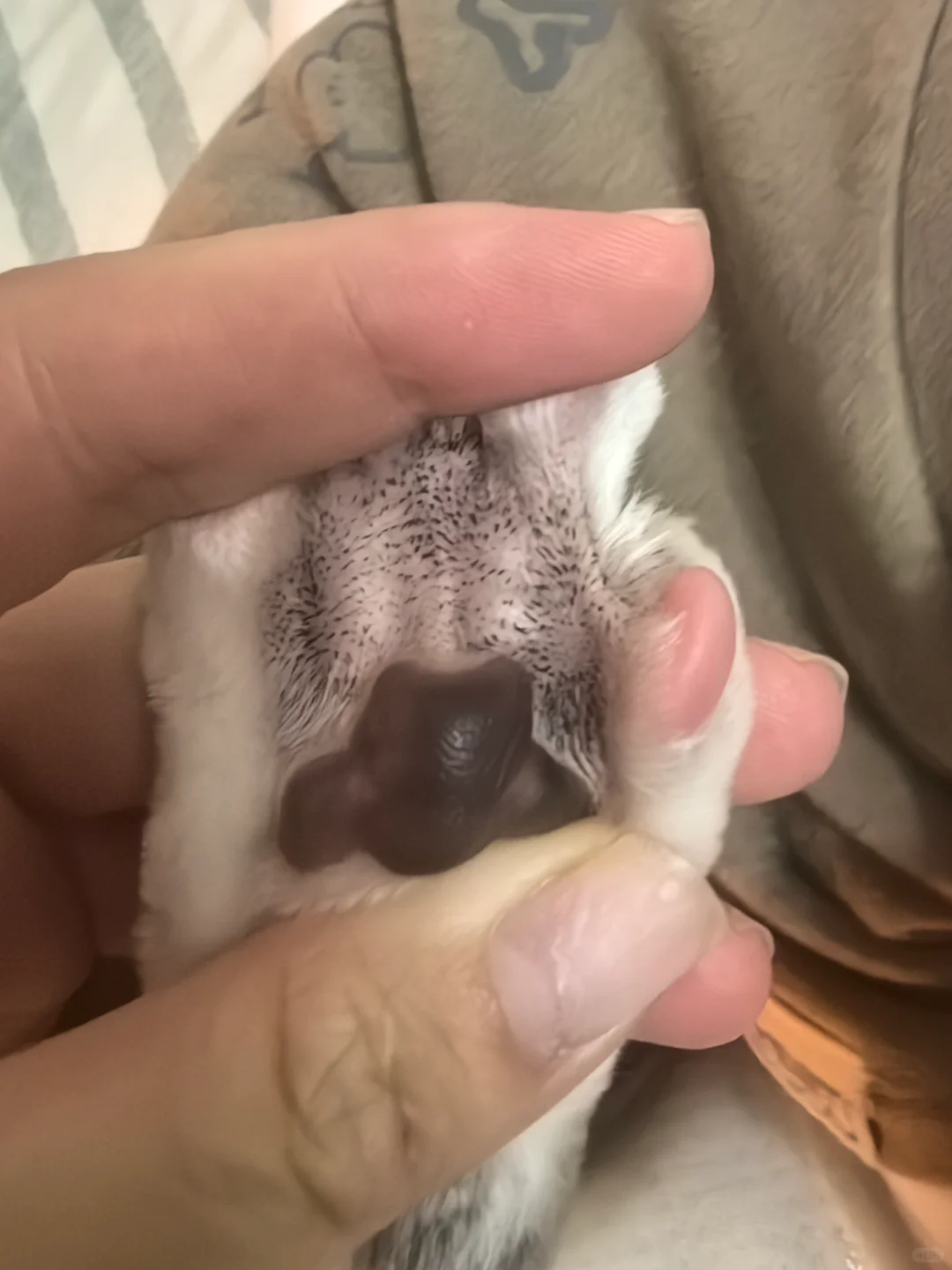 德文绝丫子雀黑 这又咋整