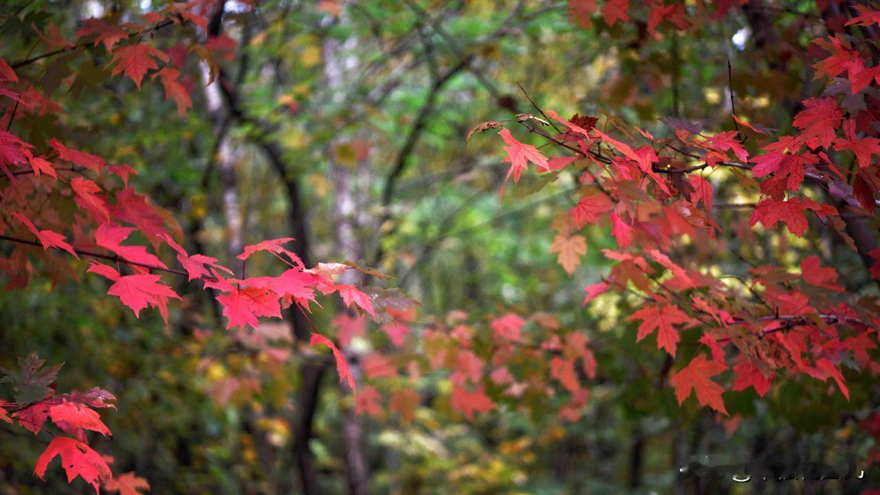 多彩非遗·天辽地宁～本溪非遗图鉴：舌尖与指尖的时光故事✨
在辽宁本溪的山水间，藏
