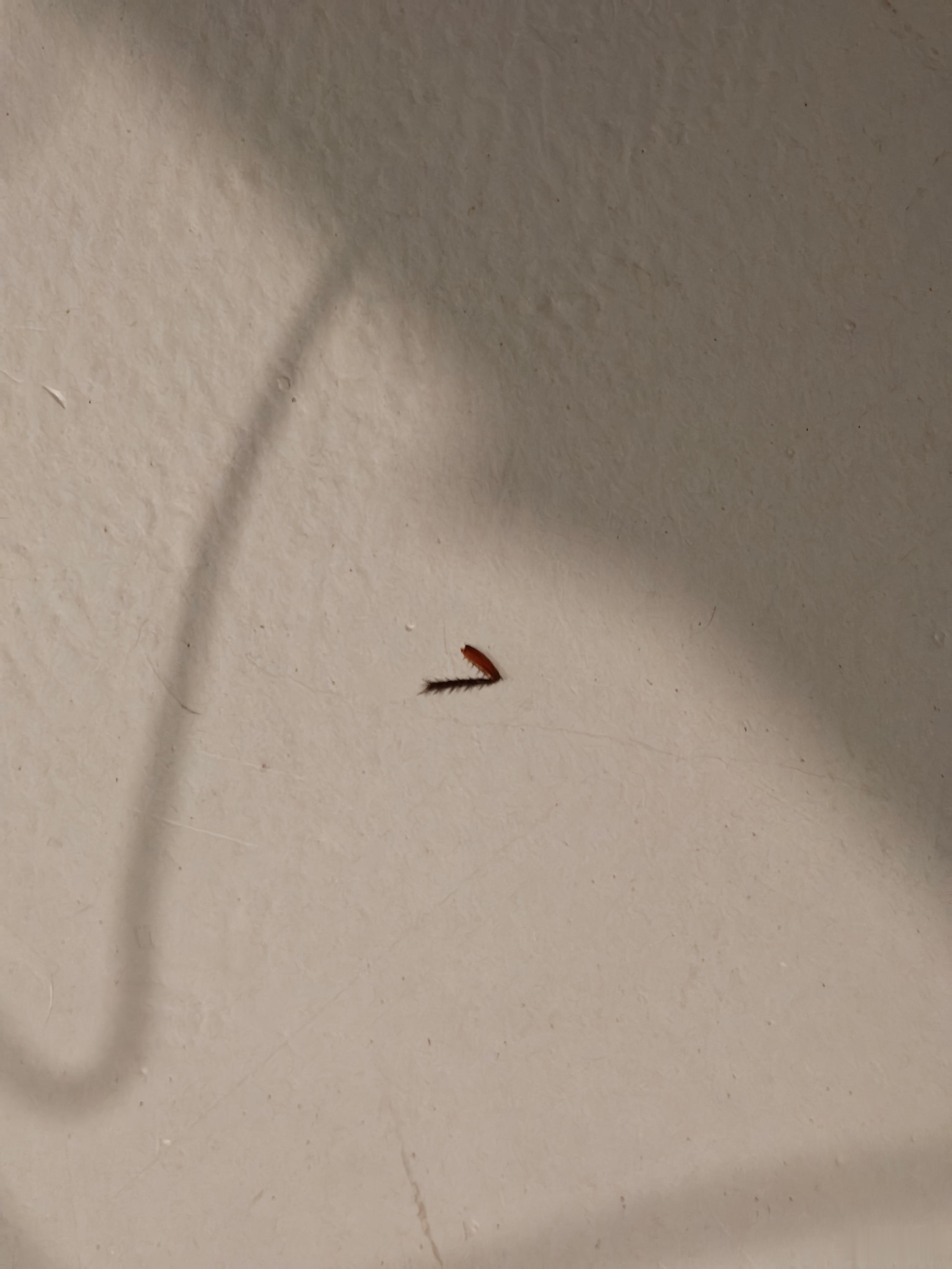 完了，这房子不能要了。 