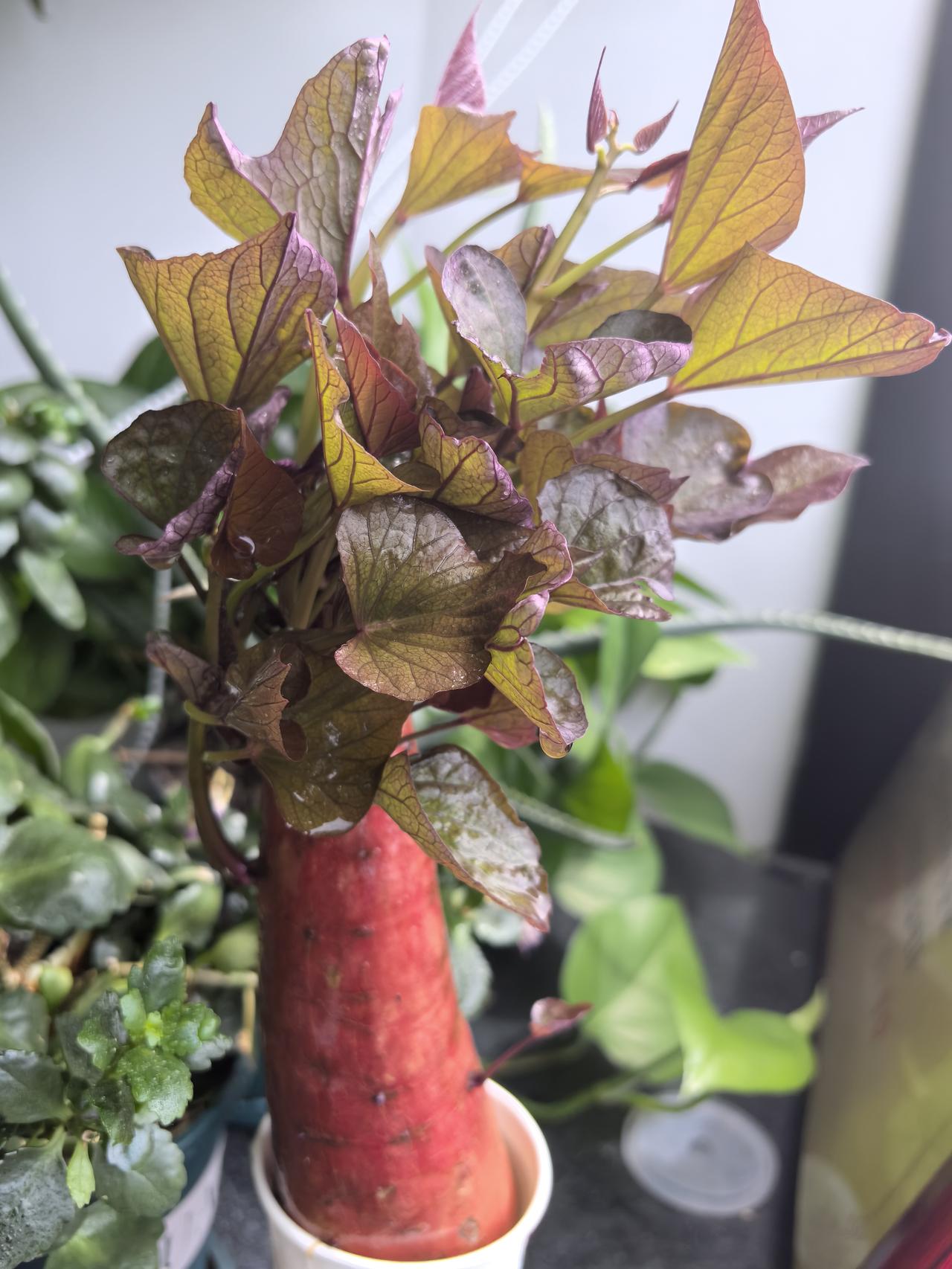 水培成功，每天见证。这棵红薯给我们深刻的哲学启示 : 精彩的生命力，每一个生命都