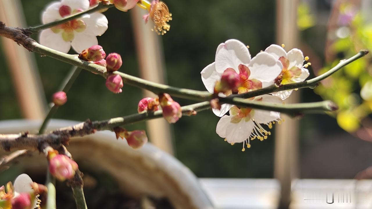 去年花开一朵，今年花满枝头