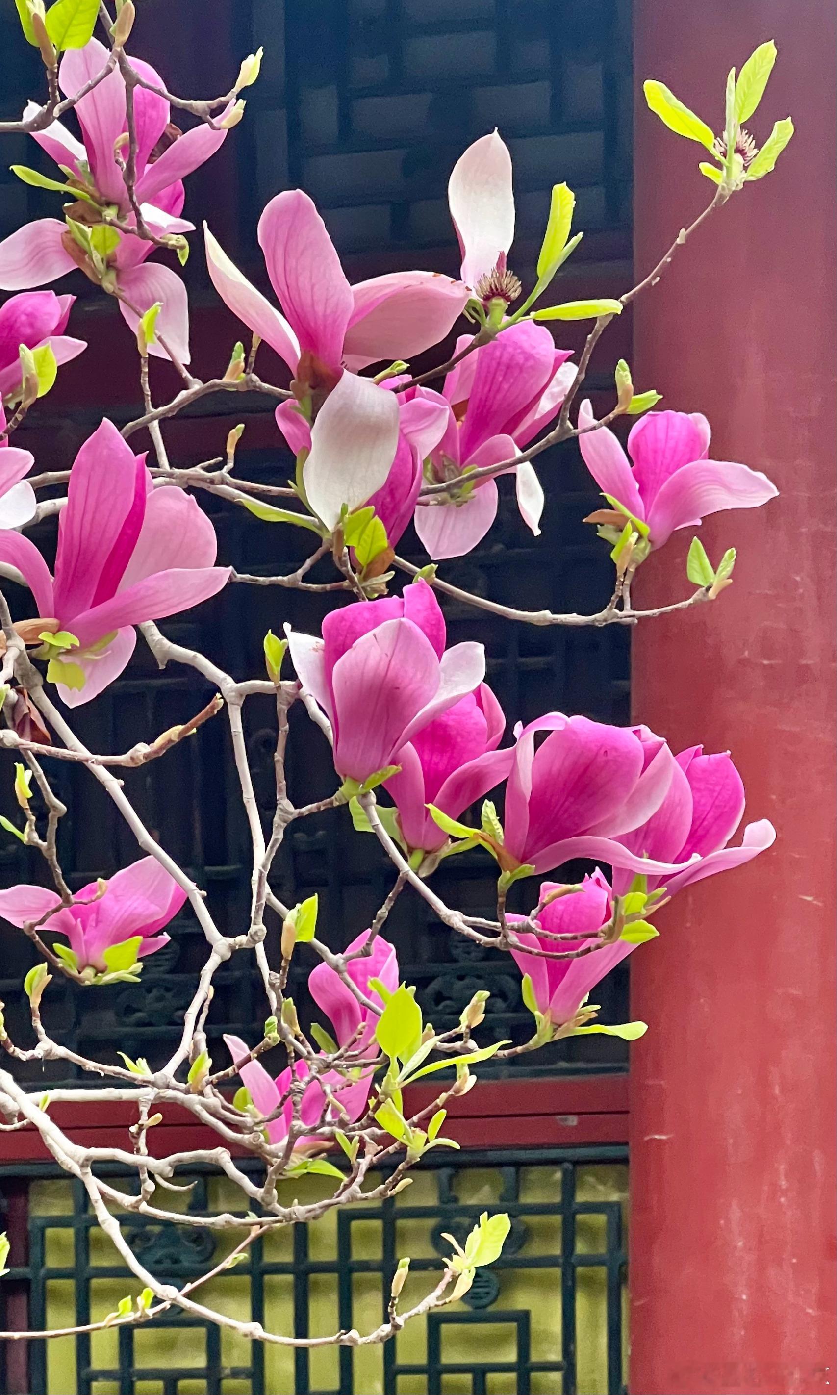 北京颐和园 乐寿堂 红玉兰摄影​​​